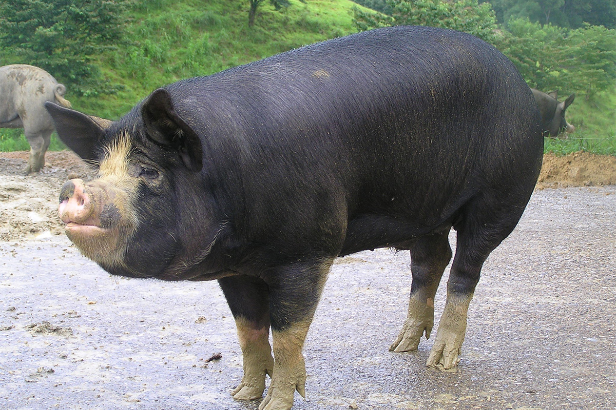鹿児島県産黒豚